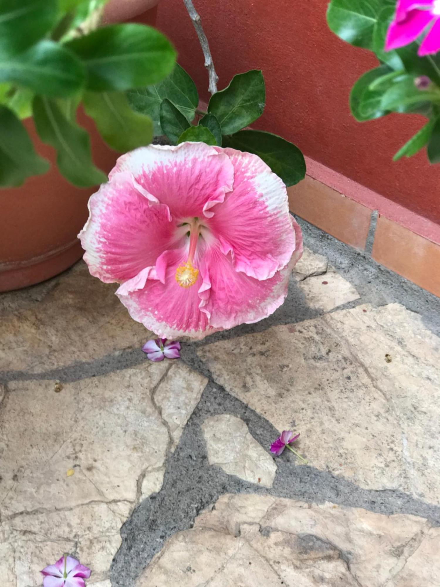 美景酒店 Copán 外观 照片
